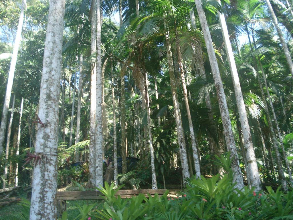 Ferienwohnung Casa Na Floresta Penedo  Exterior foto
